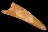 Large, Fossil Pterosaur (Siroccopteryx) Tooth - Morocco #167140-1